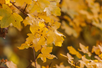 Laub auf einem Strauch im Herbst mit schönen Farben