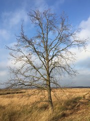 Kahler Baum im Moor