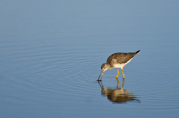 Lone Sandpiper in Shallow Water