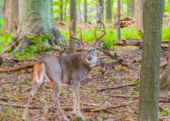 Whitetail Deer Buck