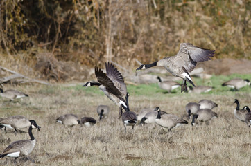 Canada Geese Landing in an Autumn Field