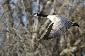 Canada Goose Flying Across the Autumn Woods