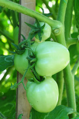 fresh green tomatoes on tree