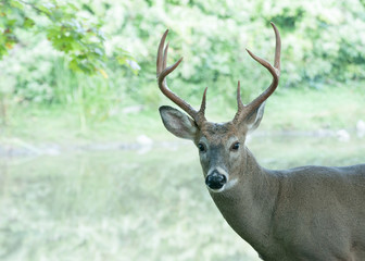 Whitetail Deer Buck