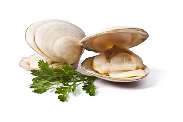 Fototapete clams isolated on white background © carballo