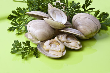 natural clam