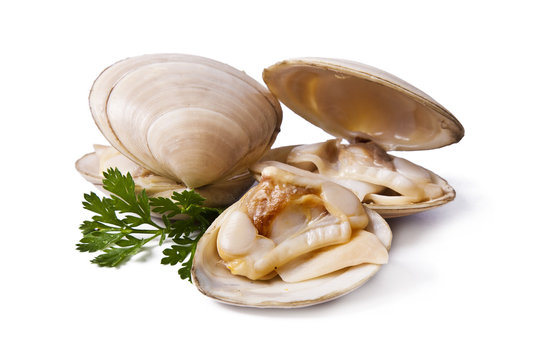 clams isolated on white background