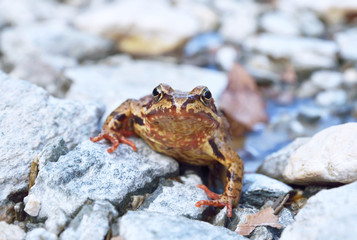 Common frog (Rana temporaria)