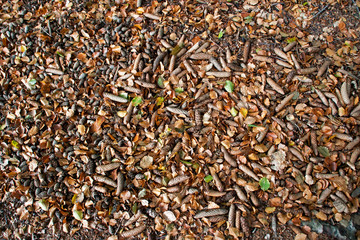 Laub und Tannenzapfen auf Waldboden