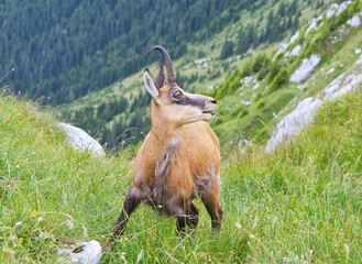 Chamois ( Rupicapra rupicapra)