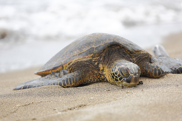 Beautiful endangered green sea turtle