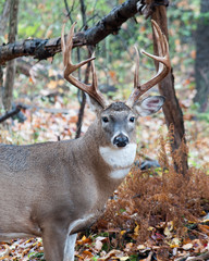 Whitetail Deer Buck