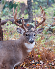 Whitetail Deer Buck