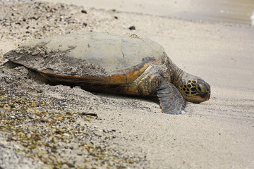 Beautiful endangered green sea turtle