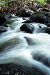 Fototapeta premium Waterway in deep forest with natural light.