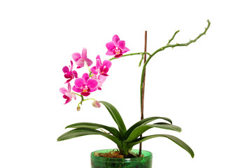 blooming Orchid in flower pot
