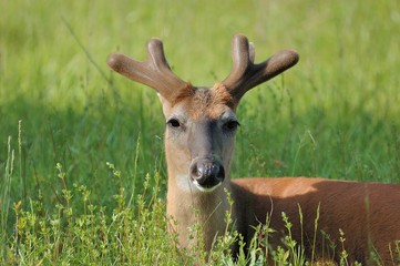 Whitetail Deer Buck In Velvet