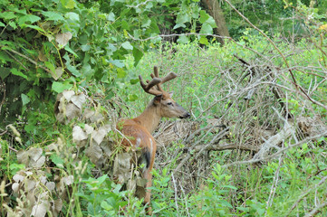 Whitetail Deer Buck In Velvet