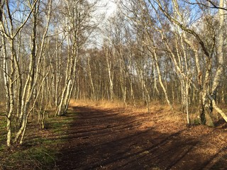 Waldweg an einem Moor