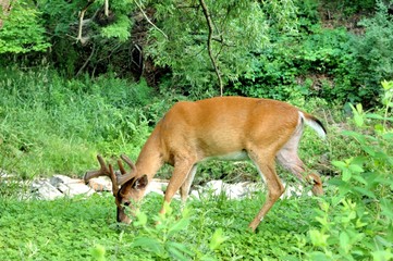Whitetail Deer Buck