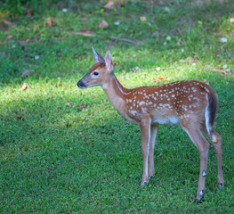 Curious fawn