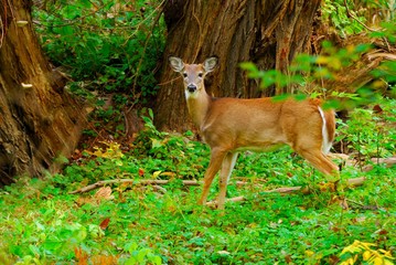Whitetail Deer Button Buck