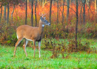 Whitetail Deer Buck