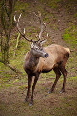 Naklejka na ściany i meble Beautiful image of deer stag in forest landscape of forest in Au