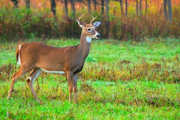 Whitetail Deer Buck