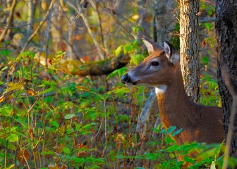 Whitetail Deer Doe