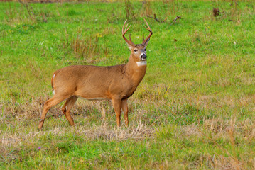 Whitetail Deer Buck