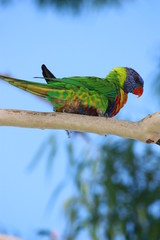 Lorikeet beim Fressen im Eukalyptusbaum - Australien
