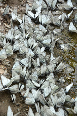 Butterfly background