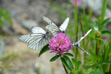 Butterfly on the clover flower