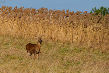Whitetail Deer Buck
