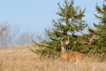 Whitetail Deer Buck