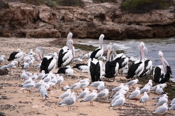 Australischer Pelikan - in Port Augusta - in Venus Bay