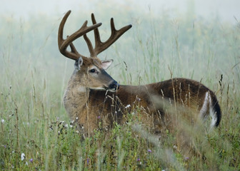 Whitetail Deer Buck In Velvet