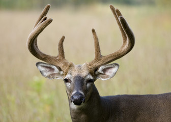 Whitetail Deer Buck In Velvet