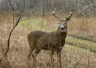 Whitetail Deer Buck
