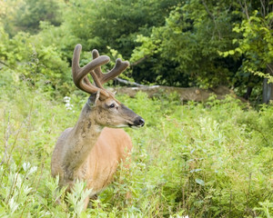 Whitetail Deer Buck In Velvet