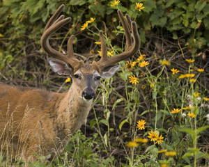 Whitetail Deer Buck In Velvet