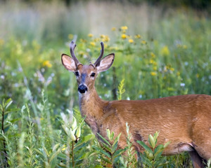 Whitetail Deer Buck In Velvet