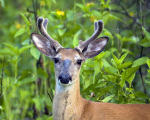 Whitetail Deer Buck In Velvet