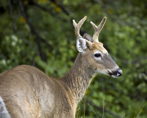 Whitetail Deer Buck In Velvet