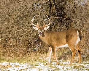 Whitetail Deer Buck