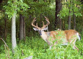 Whitetail Deer Buck In Velvet
