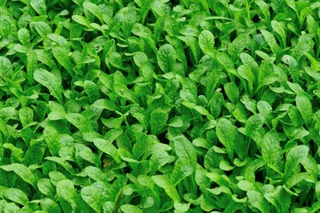 radish sprouts plants grow in vegetable garden 