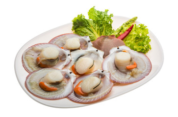 Raw fresh scallop