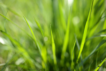 Obraz na płótnie Canvas green grass close-up